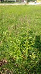 Verbena