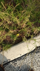 Verbena