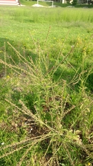 Verbena