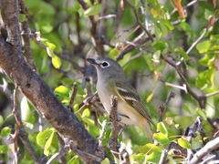 Vireo cassinii lucasanus