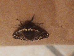 Dysschema leucophaea