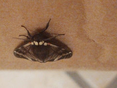 Dysschema leucophaea