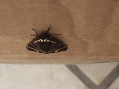 Dysschema leucophaea