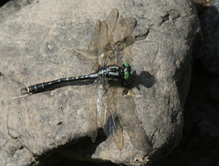 Nihonogomphus ruptus
