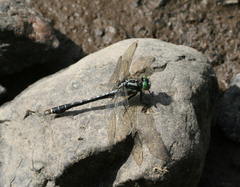 Nihonogomphus ruptus