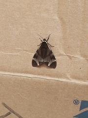 Dysschema leucophaea