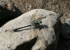 Nihonogomphus ruptus