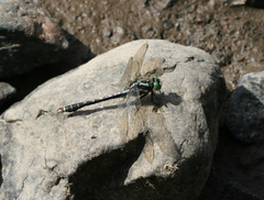 Nihonogomphus ruptus