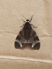 Dysschema leucophaea