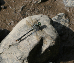 Nihonogomphus ruptus