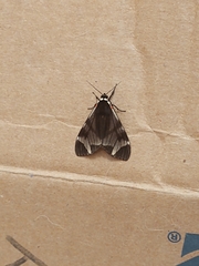 Dysschema leucophaea