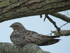 Chordeiles acutipennis