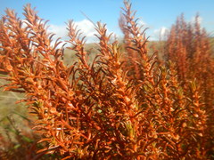 Gyrostemon australasicus