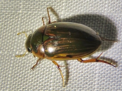 Tropisternus collaris