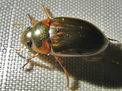 Tropisternus collaris