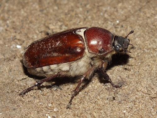 Anoxia pilosa