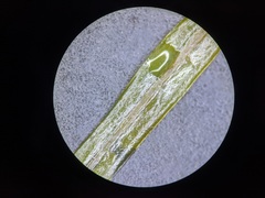 Potamogeton obtusifolius