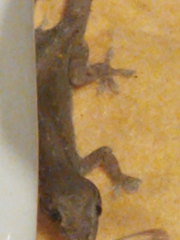 Hemidactylus frenatus