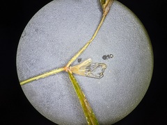 Potamogeton obtusifolius