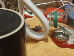 Hemidactylus frenatus