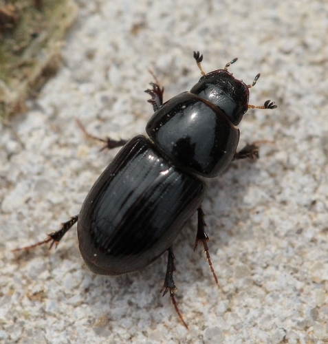 Calamosternus granarius (Linnaeus, 1767)