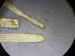 Potamogeton obtusifolius