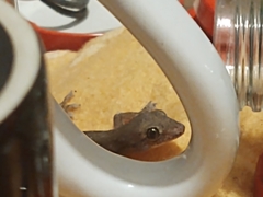 Hemidactylus frenatus