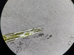 Potamogeton obtusifolius