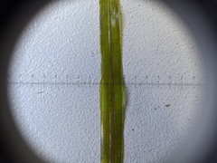 Potamogeton obtusifolius