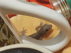 Hemidactylus frenatus