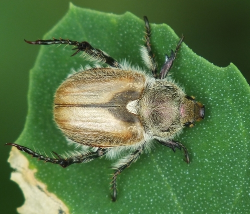 Chaetopteroplia segetum