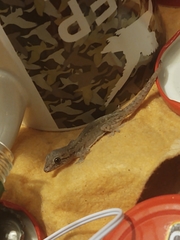 Hemidactylus frenatus