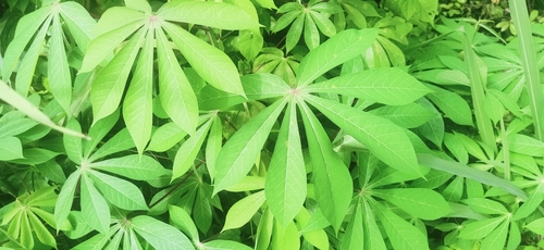 Manihot esculenta