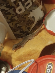 Hemidactylus frenatus