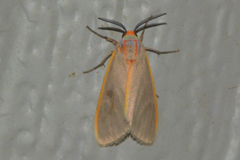 Pygarctia abdominalis