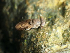Paralimna punctipennis