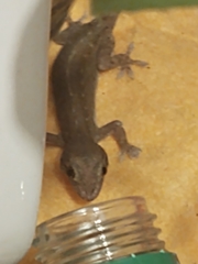 Hemidactylus frenatus