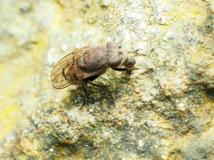 Paralimna punctipennis