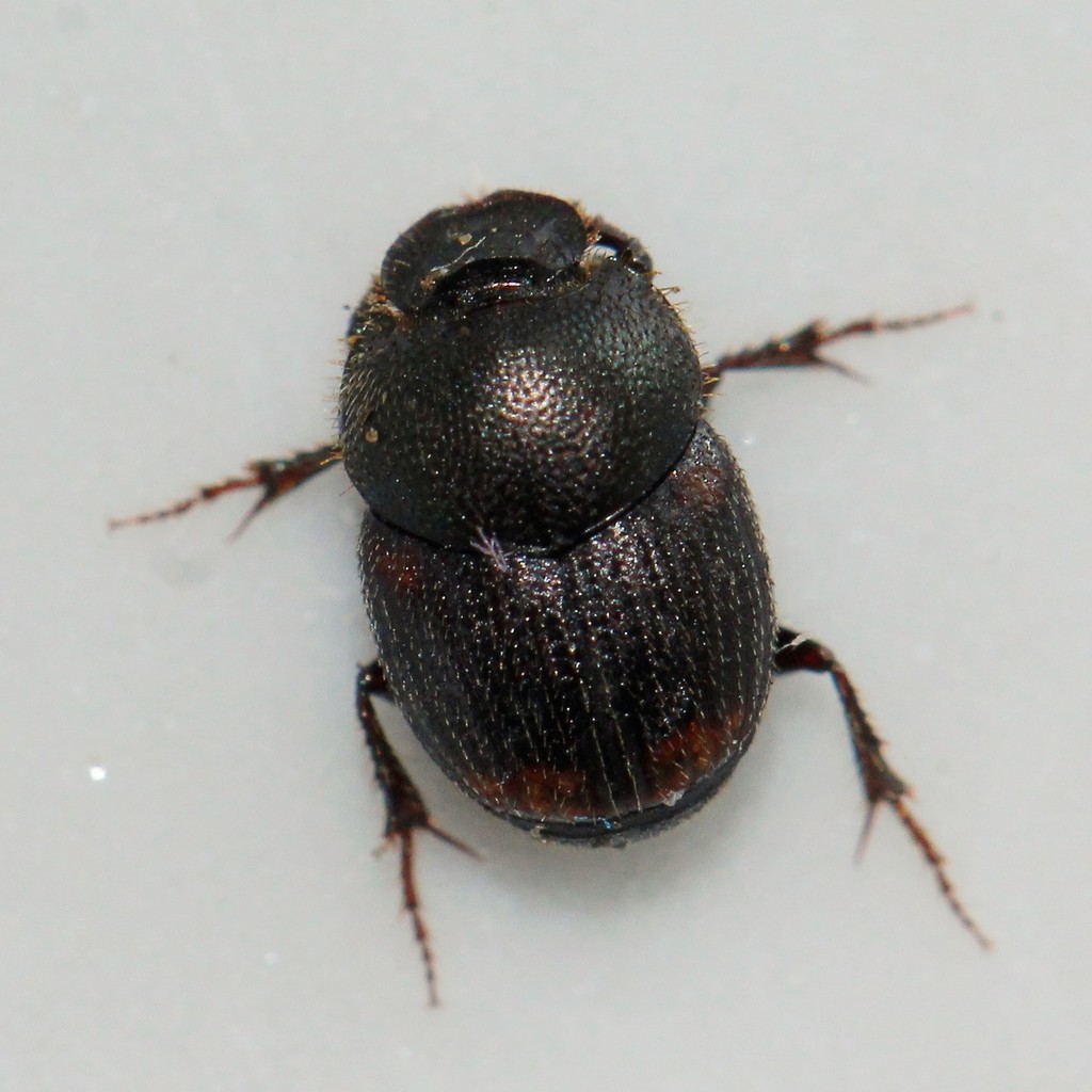 Onthophagus furcatus