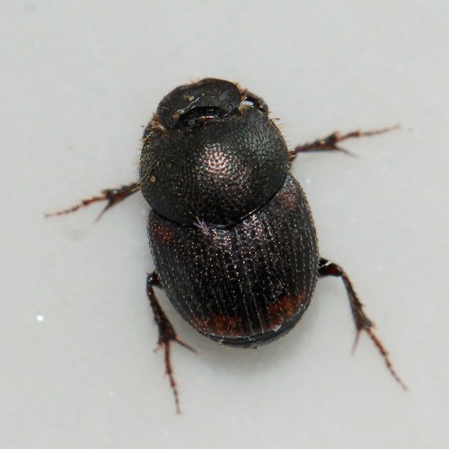 Onthophagus furcatus