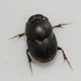 Onthophagus furcatus - Photo no hay derechos reservados, subido por Иван Пристрем