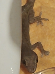 Hemidactylus frenatus