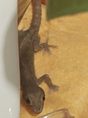 Hemidactylus frenatus
