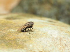 Paralimna punctipennis