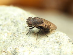 Paralimna punctipennis