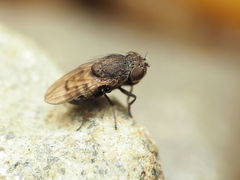 Paralimna punctipennis