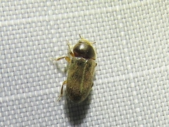 Heteroceridae