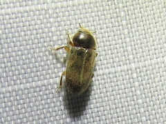 Heteroceridae