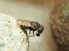 Paralimna punctipennis