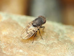 Paralimna punctipennis